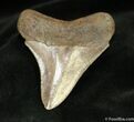 Beautiful / Inch Megalodon Tooth #867-2